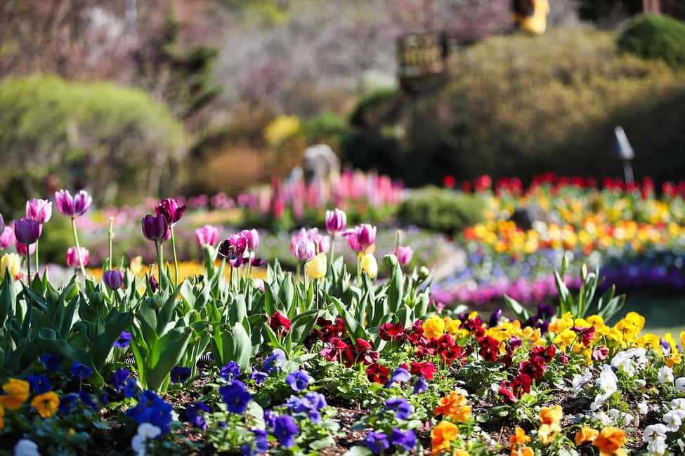 imagem n.21 de Seul: Ilha de Nami e Jardim da Manhã Calma (+Caminho de Ferro) atividade em Chuncheon, carregada pelo fornecedor
