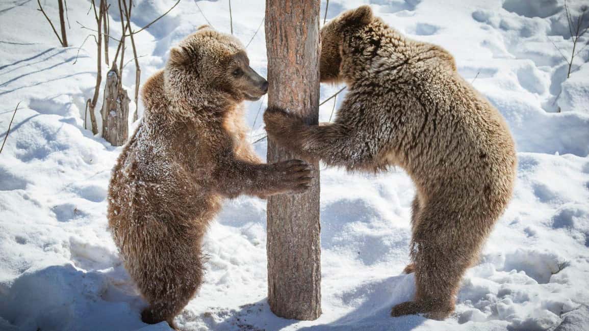 bild nr.8 av Rovaniemi: Transfer tur och retur till Ranua Zoo med privat skåpbil aktivitet i Norra Österbotten, uppladdad av arrangören