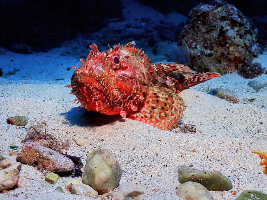 image n.15 of Menorca: Baptism Scuba Diving in Marine Reserve activity in Port d'Addaia, uploaded by supplier