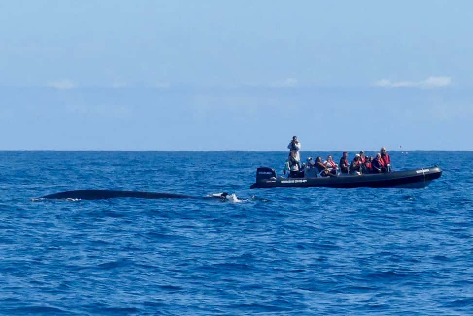 Bild Nr. 3 von Faro: Delfin- und Wildtierbeobachtung im Atlantischen Ozean Aktivität in Algarve, hochgeladen vom Anbieter