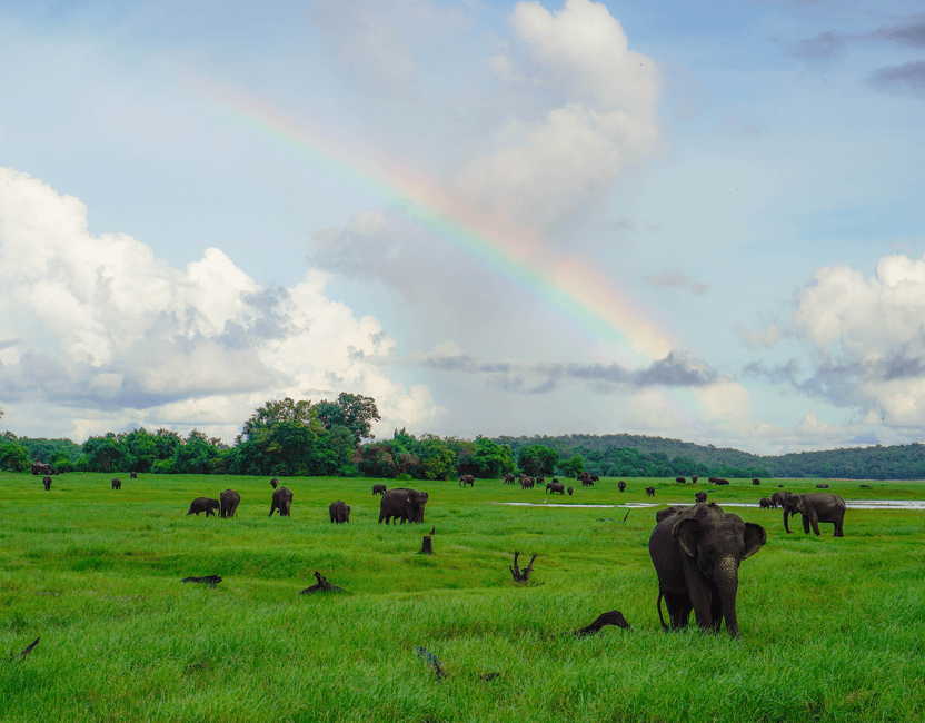 image n.13 of Kaudulla National Park Half Day Sri Lanka Jeep Safari activity in North Central Province, uploaded by supplier
