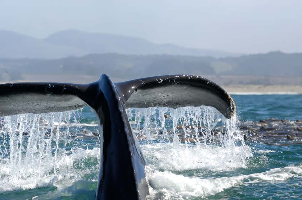 image n.3 of San Diego: Whale Watching Tour activity in San Diego, uploaded by supplier