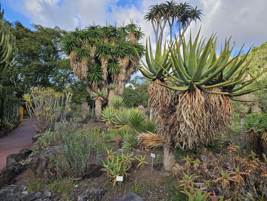 image n.15 of Private Bandama Caldera, Botanic Garden(/Wine*), Old Town activity in Las Palmas, uploaded by supplier
