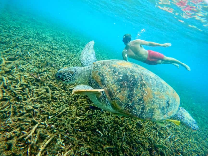 image n.41 of Ko Tao: Tao-Nangyuan Snorkeling Day Trip with Meals & Sunset activity in Ko Tao, uploaded by supplier