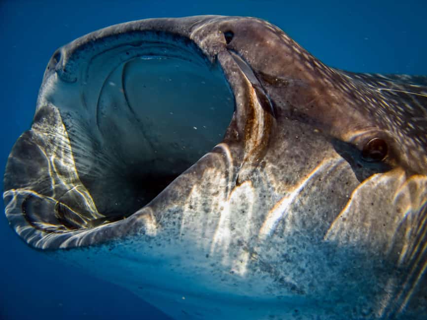 image n.8 of Whale Shark Safari Snorkeling Tour activity in Playa del Carmen, uploaded by supplier