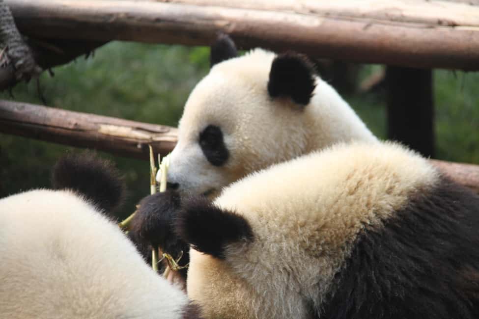 Bild Nr. 13 von Chengdu: Giant Panda Breeding Research Base Ticket Aktivität in Chengdu, hochgeladen vom Anbieter