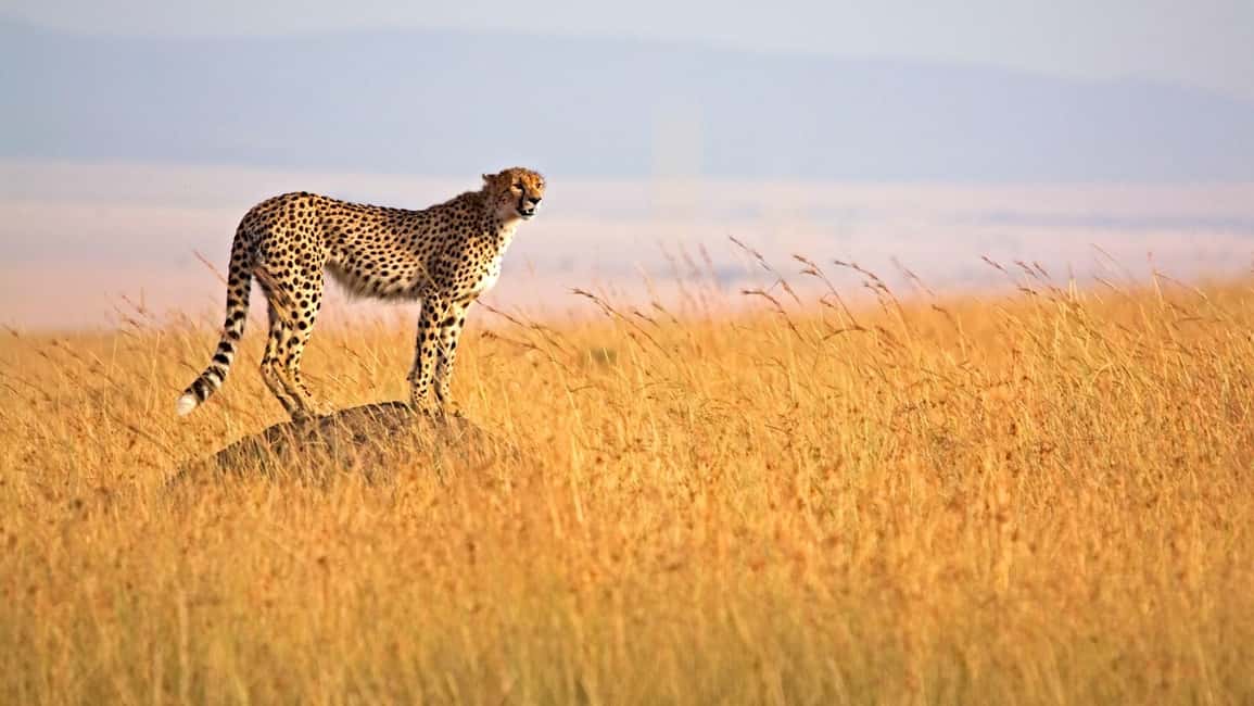 image n.7 of From Nairobi :3 days 2 nights Masai Mara Group 4WD Safari activity in Central Kenya, uploaded by supplier
