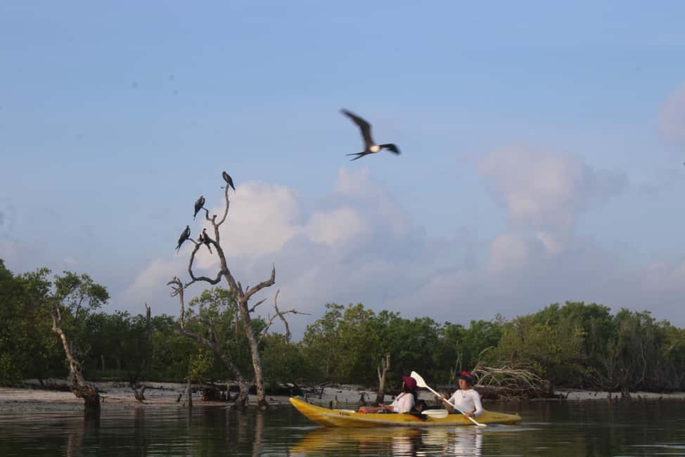Image N°6 de Holbox : Visite guidée en kayak au lever/coucher du soleil dans la réserve de mangroves activité à Holbox, publiée par le prestataire