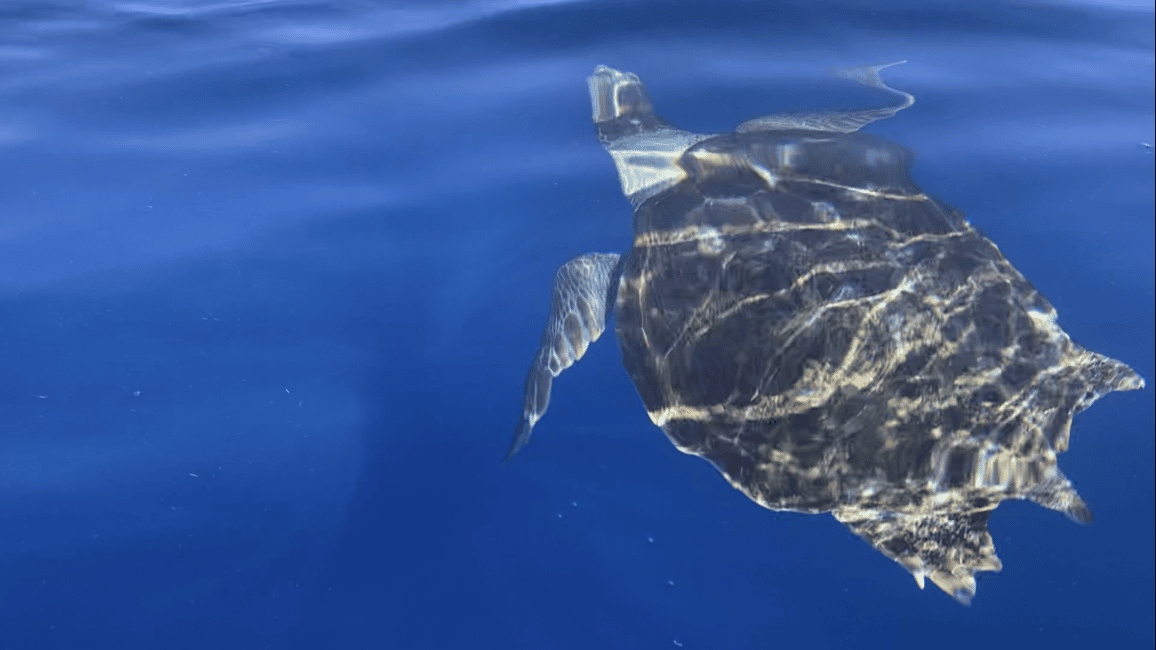 image n.9 of Los Cristianos: Kayak & Snorkel Tour with turtles and photos included activity in Arona, Tenerife, uploaded by supplier