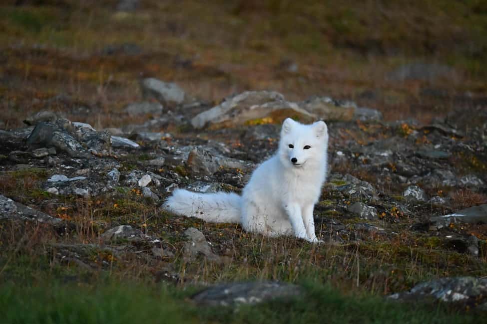 image n.4 of From Longyearbyen photo tour: Mysterious Barentsburg activity in Norway, uploaded by supplier