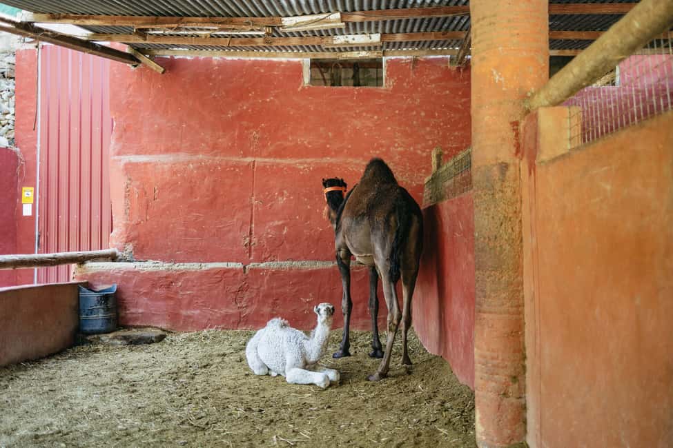 image n.6 of Gran Canaria: Camel Ride Safari w/ Optional Food & Transport activity in San Bartolomé de Tirajana, uploaded by supplier