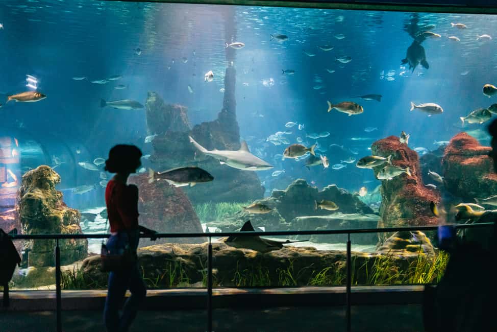 image n.4 of Barcelona: Hop-On Hop-Off Bus & Aquarium Tour activity in Barcelona, uploaded by supplier