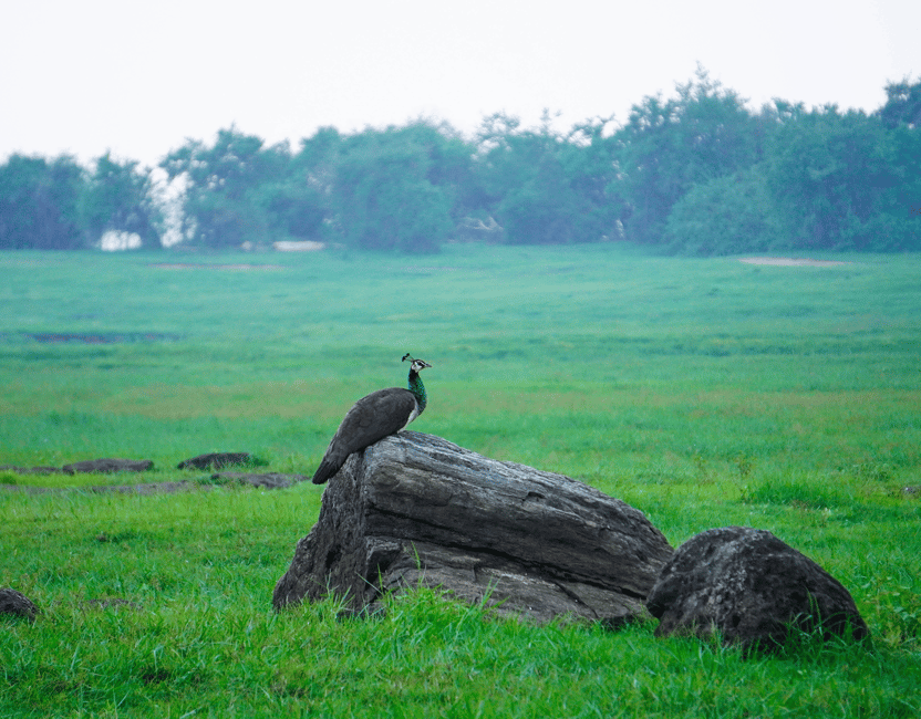 image n.14 of Kaudulla National Park Half Day Sri Lanka Jeep Safari activity in North Central Province, uploaded by supplier