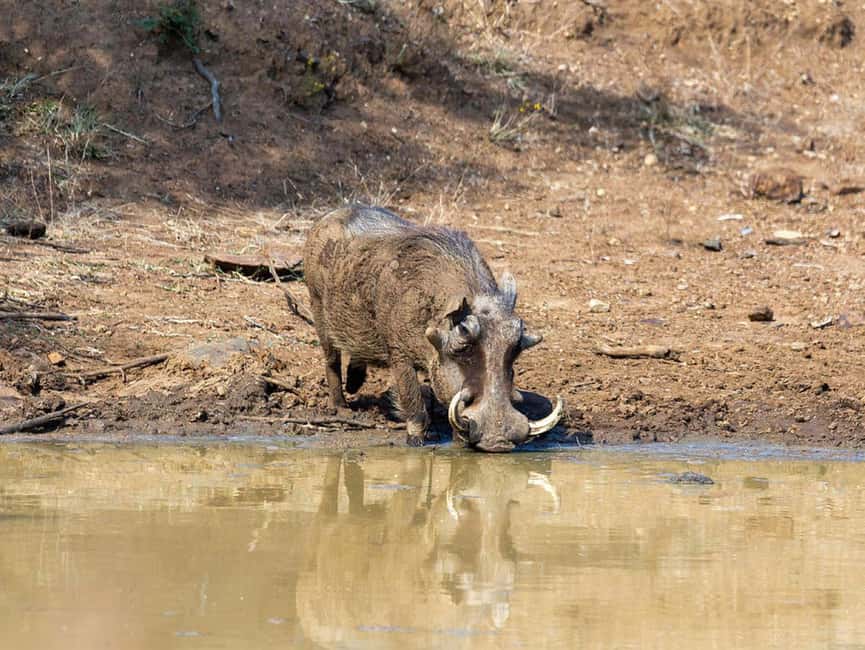 image n.33 of 2-Days Wildlife Safari to Tsavo East & Tsavo West Park activity in Coast Province, uploaded by supplier