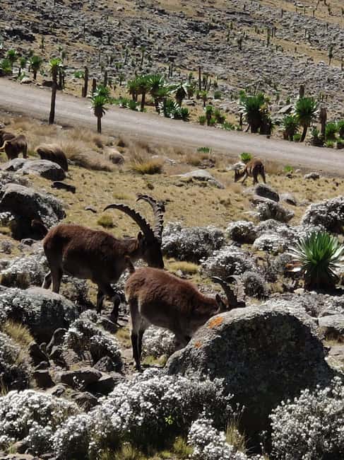 image n.38 of From Gondar: 2-Day Simien Mountains Trekking Tour activity in Gondar, uploaded by supplier
