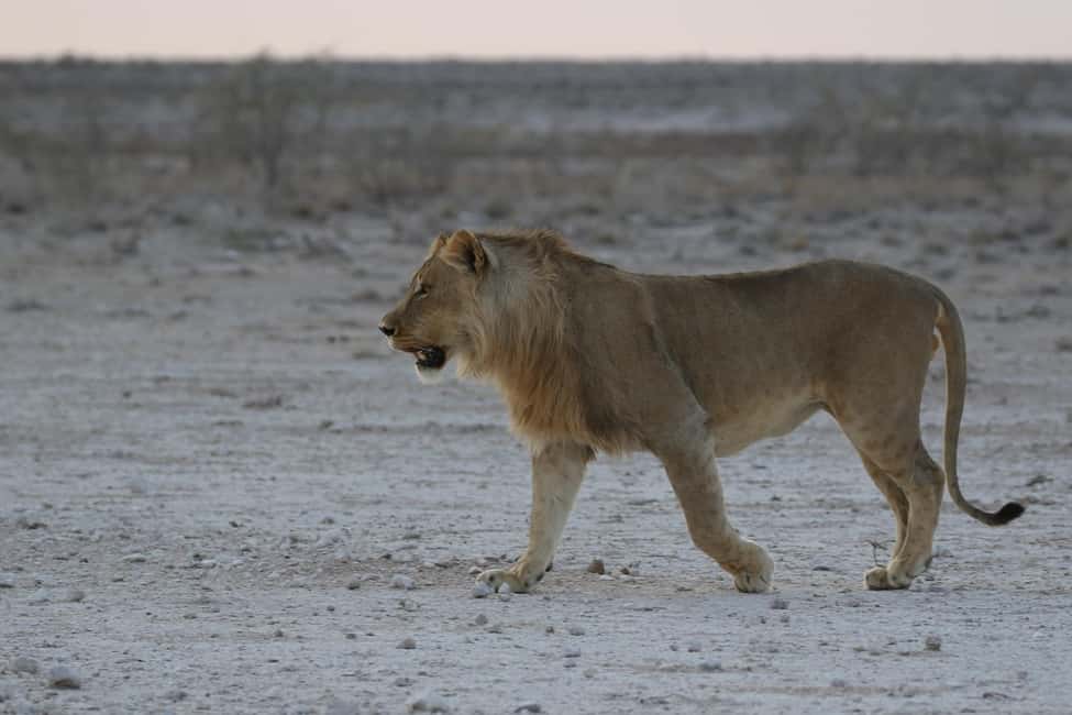 afbeelding n.6 van Vanuit Windhoek: 3-daagse Etosha met verblijf in een lodge activiteit in Okaukuejo, geüpload door aanbieder