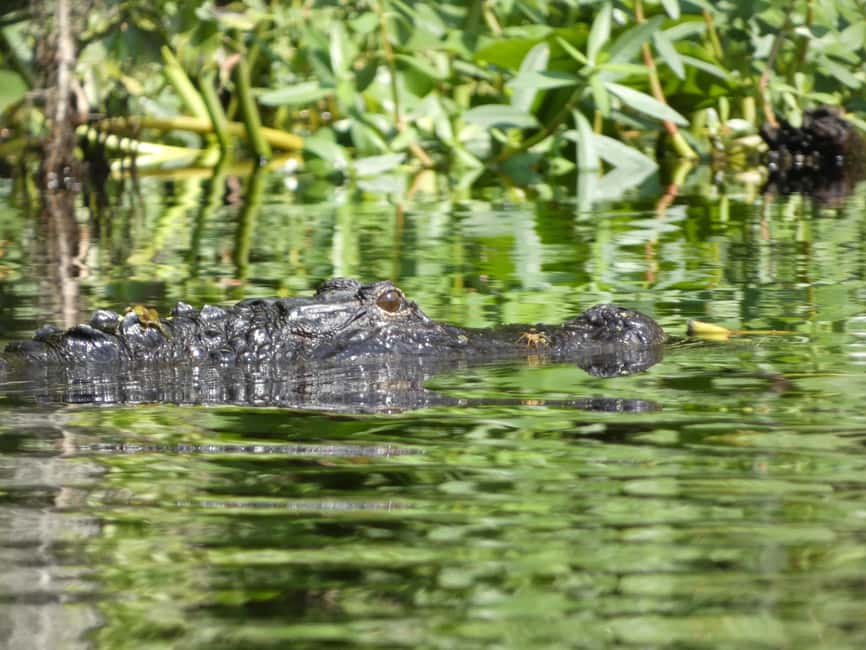image n.2 of Orlando: Small Group Scenic Wekiva River Kayak Tour activity in Florida, uploaded by supplier