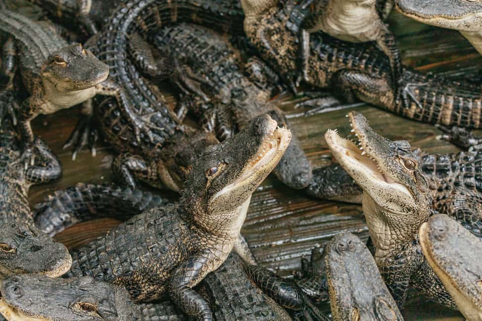 bild n.17 av Orlando: Drive-Thru Safari Park i Wild Florida aktivitet i Florida, uppladdad av leverantör