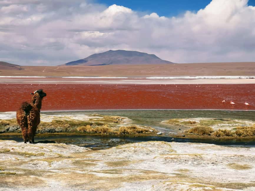 image n.15 of From La Paz: Uyuni Salt Flats & Lagoons 5-Day Tour activity in Sur Lipez Province, uploaded by supplier