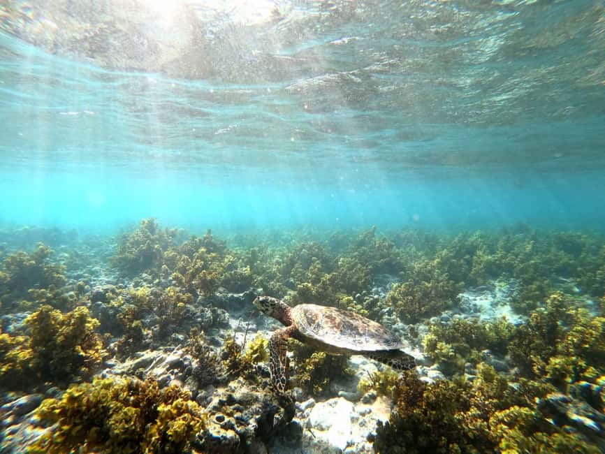 image n.4 of Praslin: Coco Felicite & La Digue Island Full-Day Boat Trip activity in Mahé, uploaded by supplier