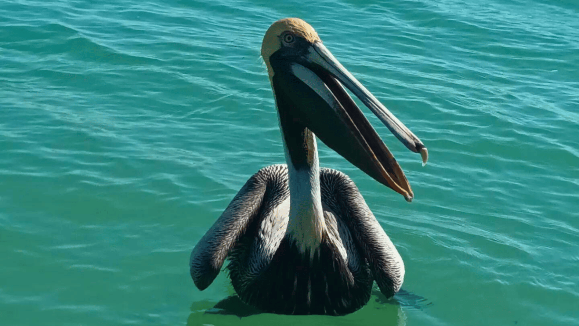 imagem n.10 de De Cancún: Viagem de 1 dia ao Rio Lagartos e Las Coloradas e almoço atividade em Península de yucatán, carregada pelo fornecedor