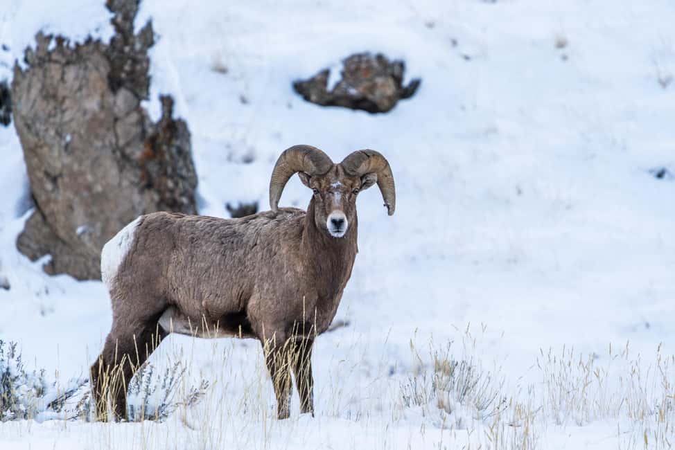 image n.20 of Yellowstone National Park: 3 Day Wildlife Photography Tour activity in Wyoming, uploaded by supplier