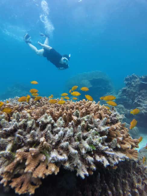 image n.39 of Koh Lipe: Longtail Boat Snorkeling Trip with Lunch activity in Gulf of Thailand, uploaded by supplier