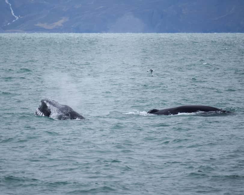 imagen n.º 11 de Húsavík: Excursión familiar y guiada de avistamiento de ballenas actividad en Norðurland Eystra, subida por el proveedor