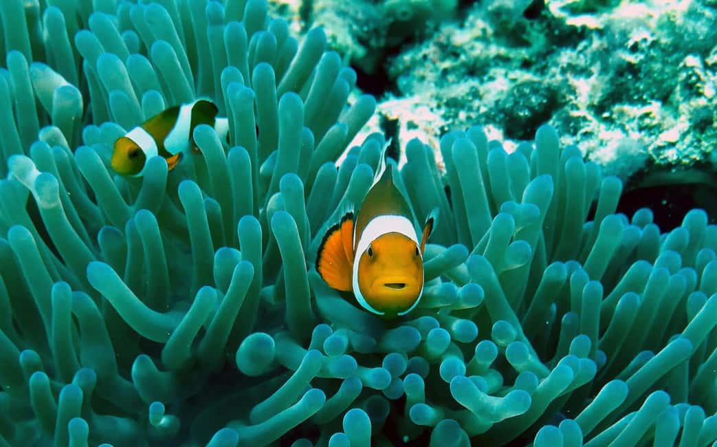 billede nr.6 af aktiviteten Krabi: Premium 4-ø dagsudflugt med longtailbåd med frokost i Thailandbugten, uploadet af udbyder