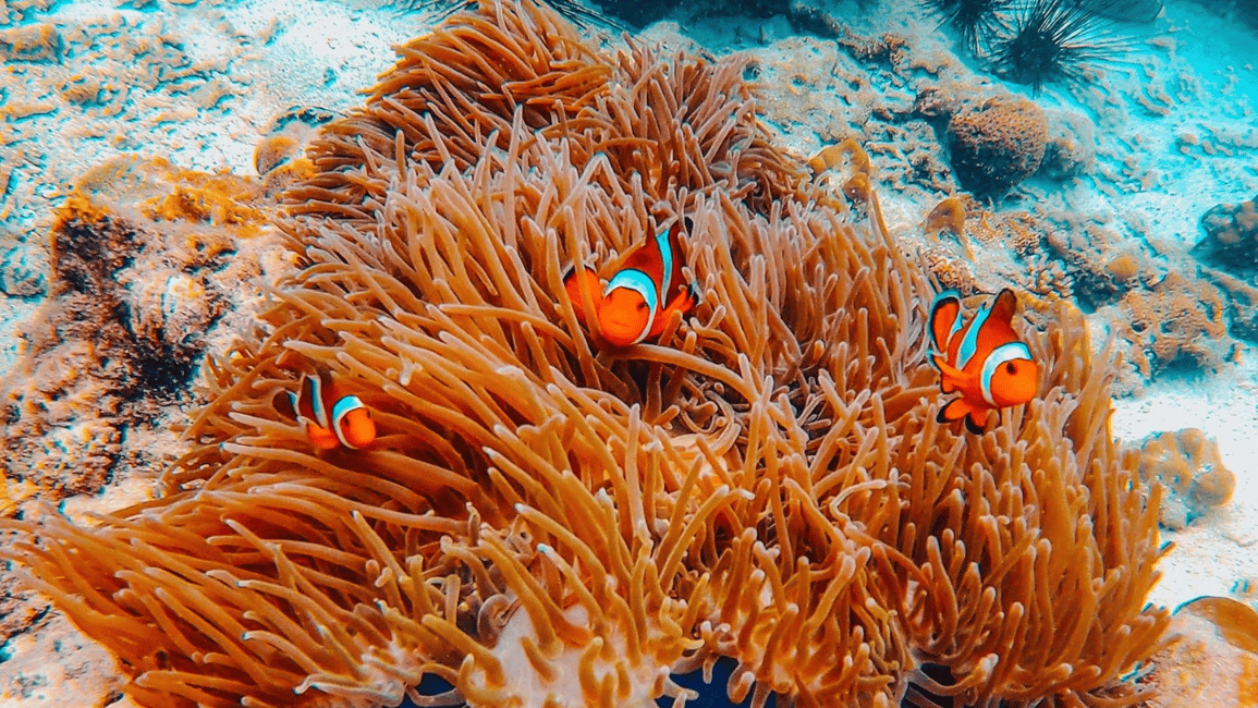 image n.14 of Phi Phi Island Highlights: Cruise, Snorkel & Buffet Lunch activity in Gulf of Thailand, uploaded by supplier