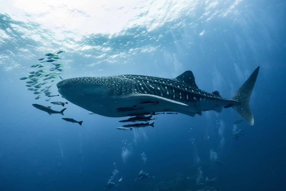 Immagine nº 21 di Muscat: Tour di snorkeling delle isole Daymaniat con rinfresco attività a Oman, caricata dal fornitore