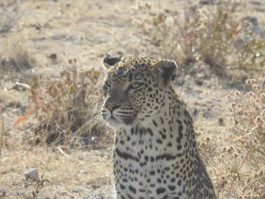 image n.25 of Etosha National Park: Full or Half-Day Game Drive activity in Oshikoto Region, uploaded by supplier