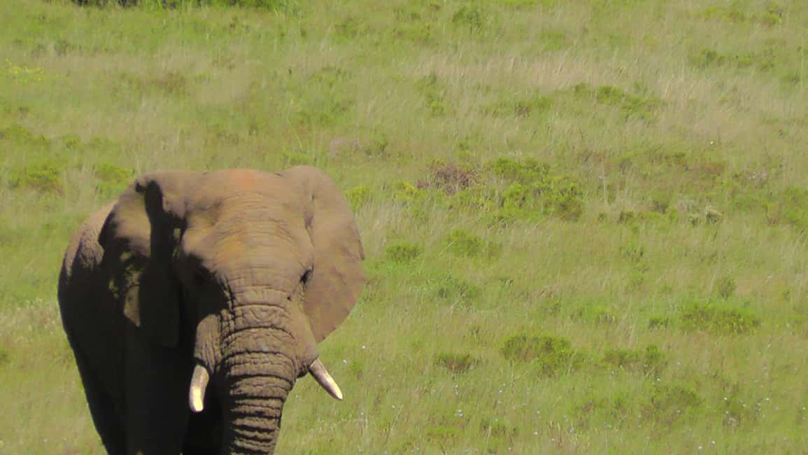 image n.18 of Port Elizabeth:2-Day Schotia Safaris & Addo Wildlife Reserve activity in Eastern Cape, uploaded by supplier