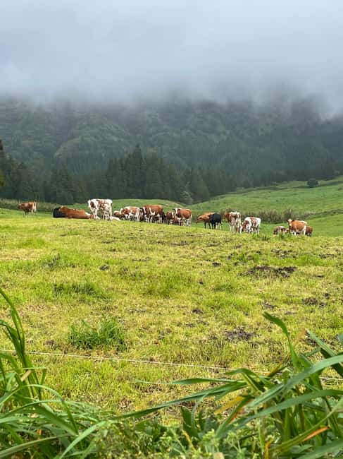 image n.18 of Privat van tour Sete Cidades, Lagoa do Fogo – volcanic lakes activity in Azores, uploaded by supplier