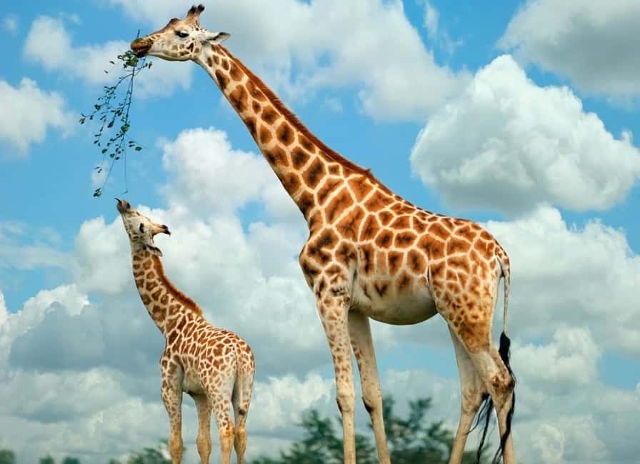 image n.6 of Karen Blixen, Beads Factory, Giraffe Center & Bomas Day Tour activity in Nairobi, uploaded by supplier