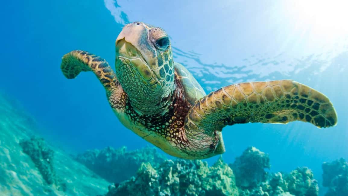 Bild Nr. 1 von Madagaskar: Nosy Sakatia Kreuzfahrt mit Riesenschildkröten Aktivität in Andilana, hochgeladen vom Anbieter