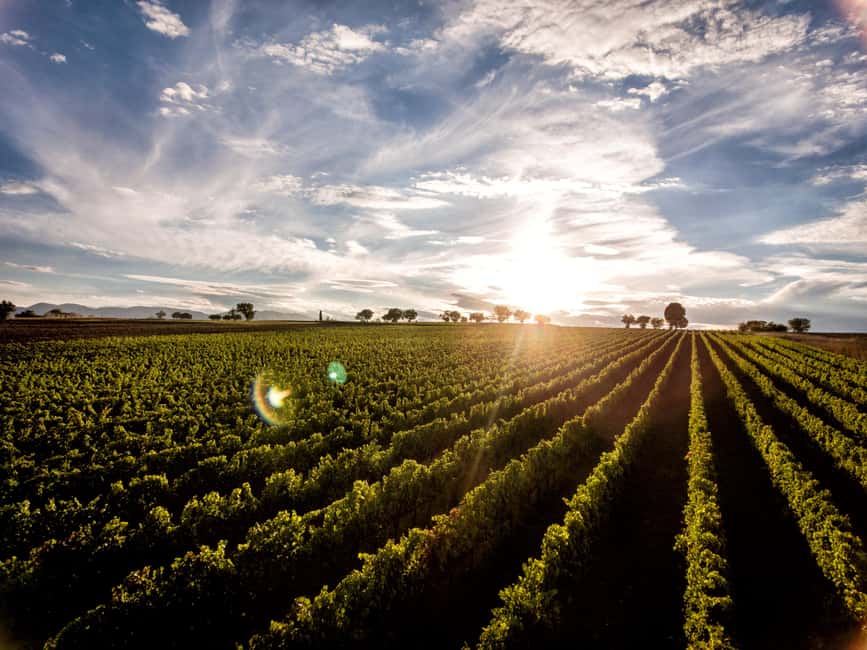 Immagine nº 30 di Montefalco: Tour della cantina e del vigneto e degustazione privata attività a Montefalco, caricata dal fornitore
