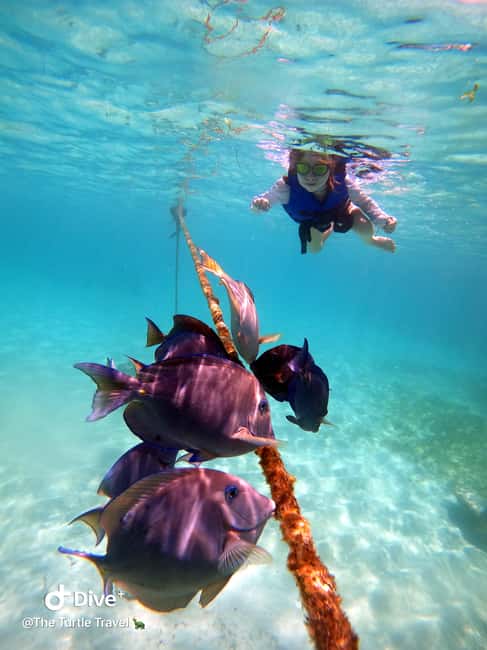 image n.7 of Akumal: Guided Turtle Snorkeling Tour and pictures activity in Akumal, uploaded by supplier