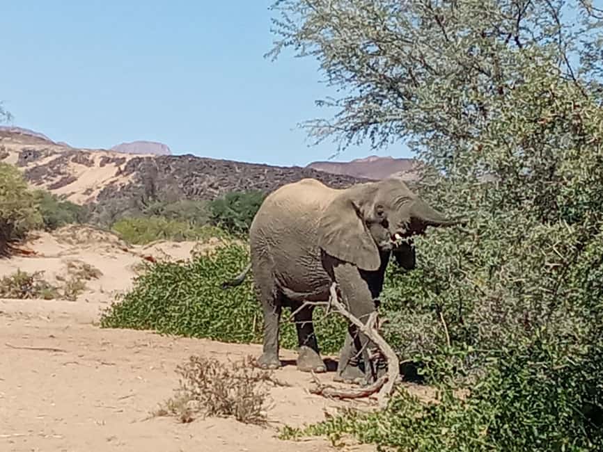 image n.14 of Elephant Adventure with Herson - a native of Damaraland activity in Kunene Region, uploaded by supplier