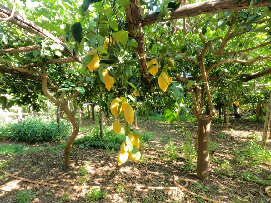image n.18 of Maiori: Amalfi Coast Path of Lemons Day Trip with Tastings activity in Maiori, uploaded by supplier