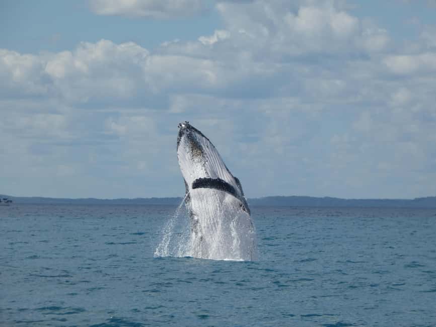 obrázek č.4 aktivity Hervey Bay: Zážitek z pozorování velryb v destinaci Hervey Bay, nahraný poskytovatelem aktivity