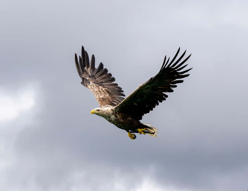 image n.11 of From Svolvær: RIB Boat Lofoten Trollfjord Sea Eagle Safari activity in Nordland County, uploaded by supplier