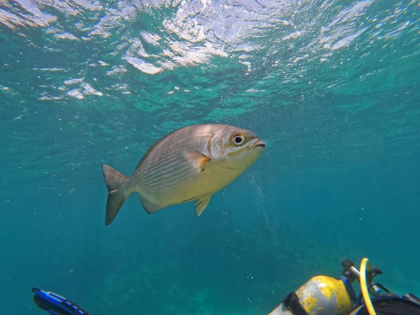 imagem n.3 de Punta Cana: Aventura Scuba Doo com traslado de ida e volta atividade em Higüey, carregada pelo fornecedor