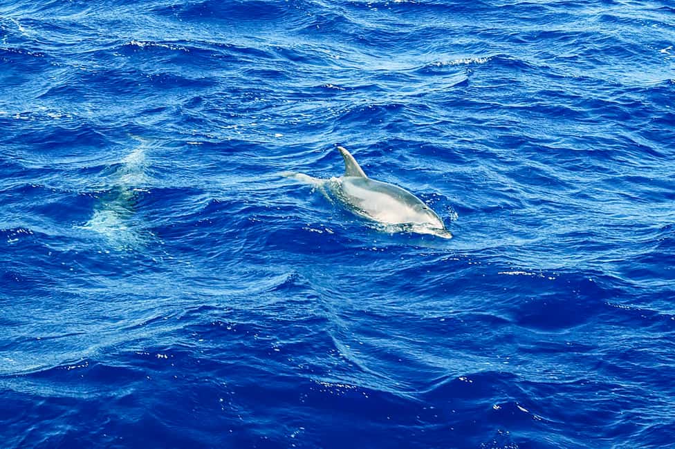 bild nr.15 av Mallorca: Kryssning med delfinskådning aktivitet i Calvià, uppladdad av arrangören