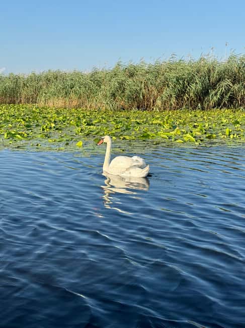 image n.4 of Boat Tour to Letea Forest activity in Tulcea County, uploaded by supplier