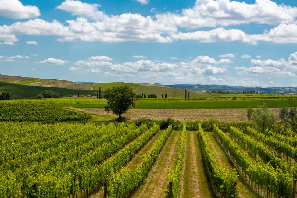 Immagine nº 31 di Firenze: Monteriggioni e Val d'Orcia Degustazione di vini opzionale attività a Monteriggioni, caricata dal fornitore