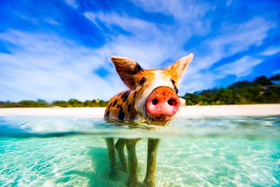 Image N°13 de Depuis Nassau : Nager avec des cochons Safari activité à Nassau, Bahamas, publiée par le prestataire