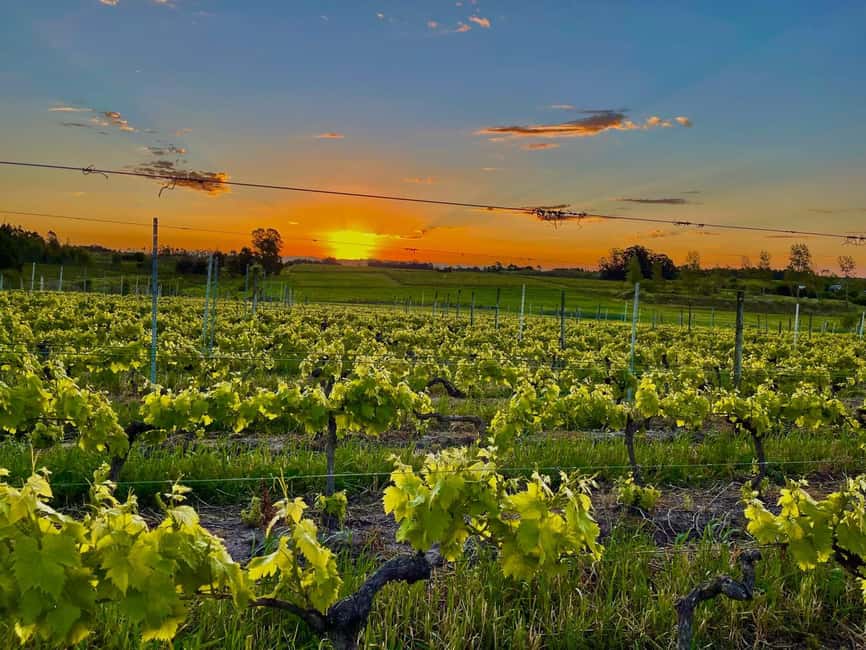 Immagine nº 2 di Tour della cantina Braccobosca con degustazione di vino premium attività a Canelones, caricata dal fornitore