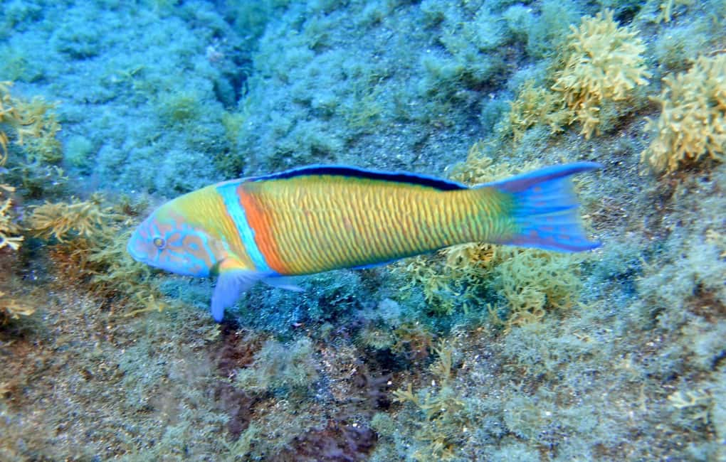 image n.19 of Tenerife: Half-Day Snorkeling Tour activity in Arico, uploaded by supplier