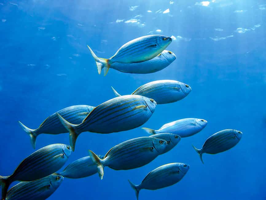 bild nr.11 av Mallorca: Kryssning med delfinskådning aktivitet i Calvià, uppladdad av arrangören